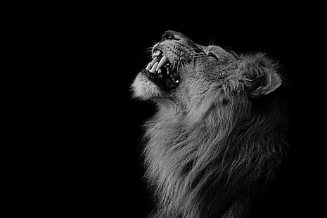 león, fotografía, león, animales, Fondo de pantalla HD HD wallpaper