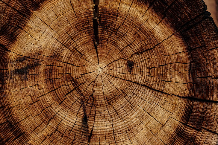 lastra di legno marrone rotonda, tronco, albero, tessitura, Sfondo HD