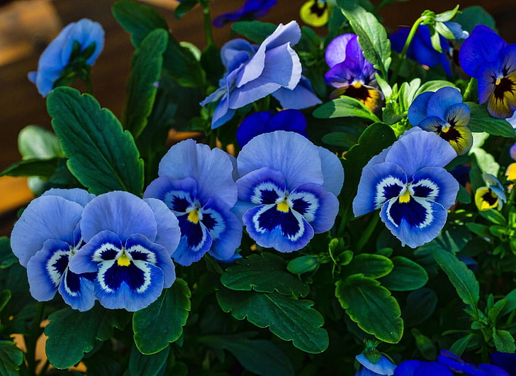 Fleurs, Pensée, Fleur bleue, Terre, Fleur, Fond d'écran HD | Wallpaperbetter