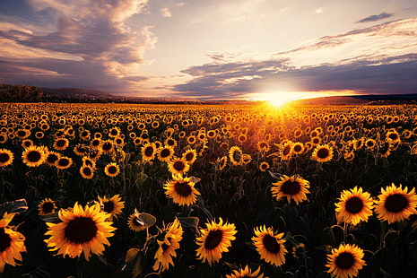 Flores, girasol, campo, naturaleza, verano, puesta de sol, flor amarilla, Fondo de pantalla HD HD wallpaper