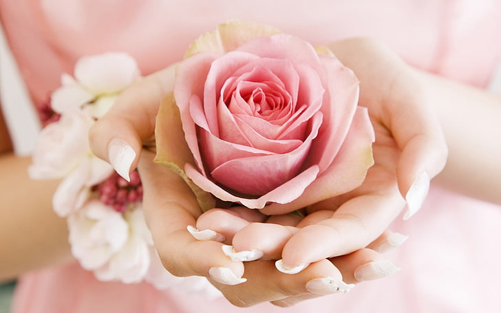 buquê de flores brancas e rosa, rosa, HD papel de parede