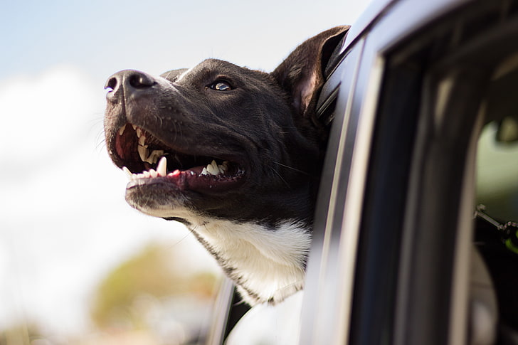 adult black and white American pit bull terrier, dog, face, car, wind, HD wallpaper