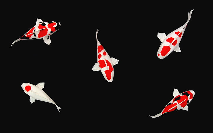 Koi Fishes Free, fishes, HD wallpaper