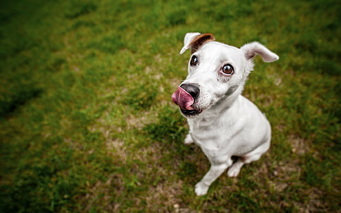 animals, dog, tongue out, outdoors, HD wallpaper HD wallpaper
