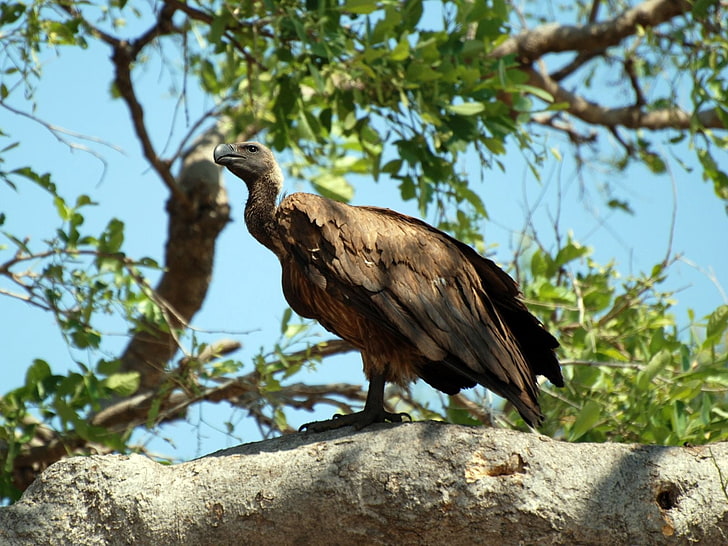 brown vulture, vulture, bird, predator, sitting, HD wallpaper