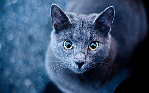 животни, котка, руски син, HD тапет HD wallpaper