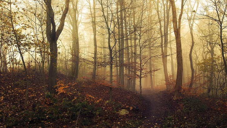 trees, landscape, nature, trees, mist, path, fall, forest, HD wallpaper