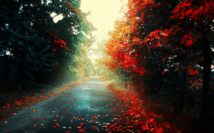 czerwone i zielone drzewa liściaste, ścieżka między drzewami w ciągu dnia, czerwony, liście, droga, las, krajobraz, jesień, drzewa, Tapety HD