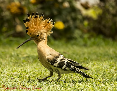beige, black, and yellow bird on green grass during daytime, hoopoe, hoopoe, Hoopoe, beige, black, and yellow, yellow bird, green grass, daytime, Upupa  Epops, colourful, crown, feathers, Upupidae, Western  Ghats, wild  life, nature, India, Bird, Birding, Tropical, Fawn, Coloured, black, Spotted, Nilgiris, Ooty, Wellington, Birds  Birds, animal, wildlife, outdoors, animals In The Wild, HD wallpaper HD wallpaper
