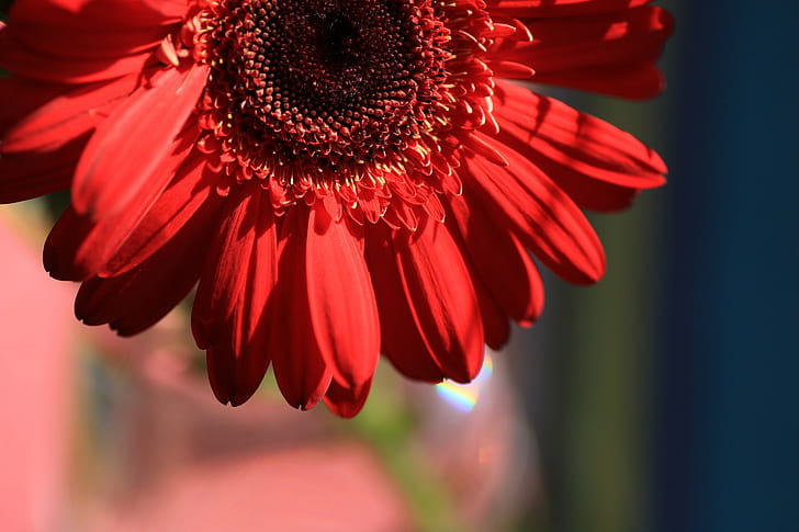 cerah, makro, tanaman, bunga, bunga merah, Wallpaper HD