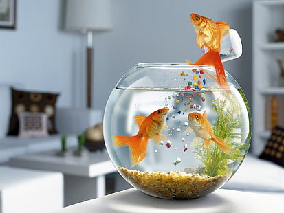 Funny Fish, trzy popularne złote rybki, śmieszne,, tapety, Tapety HD HD wallpaper