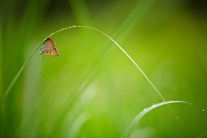Leopard Lacewing Butterfly on green leaf close up photo, Rainy Days, Leopard Lacewing, Butterfly, green leaf, close up, photo, Canon, insect, nature, Saitama  JAPAN, 自然, 日本, Ageo, shi, green Color, summer, close-up, animal, macro, beauty In Nature, grass, HD wallpaper