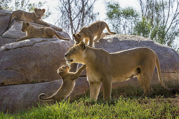 Cachorros de león HD, orgullo de leona, leones, leona, cachorros de león, gatitos, cachorros, maternidad, piedras, Fondo de pantalla HD