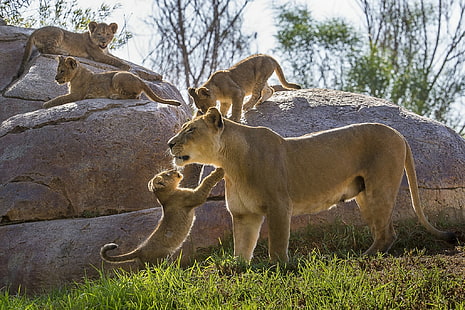 Filhotes de leão HD, orgulho de leoa, leões, leoa, filhotes de leão, gatinhos, filhotes, maternidade, pedras, HD papel de parede HD wallpaper