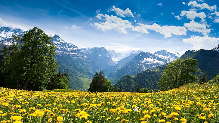 dağlar manzara doğa çiçek alanları isviçre karahindiba sarı çiçekler 1920x1080 wallpa doğa çiçekler HD sanat, dağlar, manzara, HD masaüstü duvar kağıdı