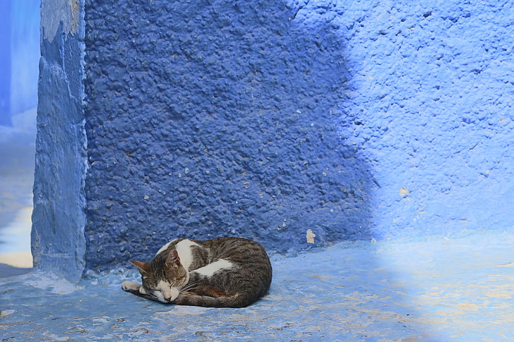 котка, стена, животни, спане, HD тапет
