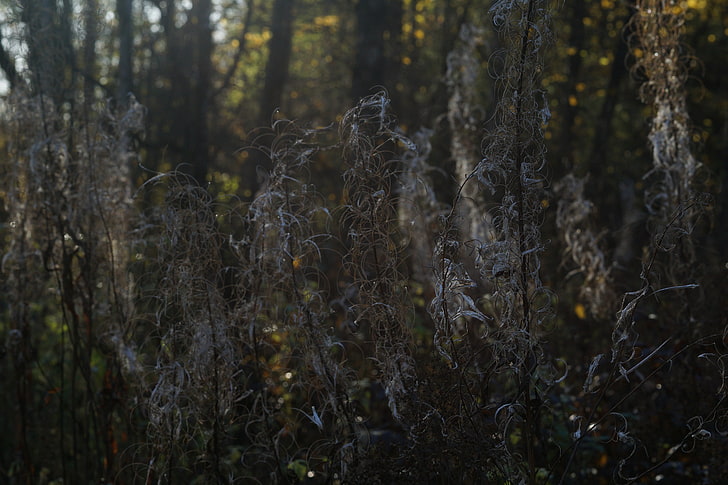 nature, plantes, automne, octobre, Fond d'écran HD