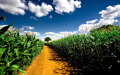 champ de maïs vert, route, champ, ciel, paysage, nature, plantes, sentier, champs de maïs, Fond d'écran HD HD wallpaper