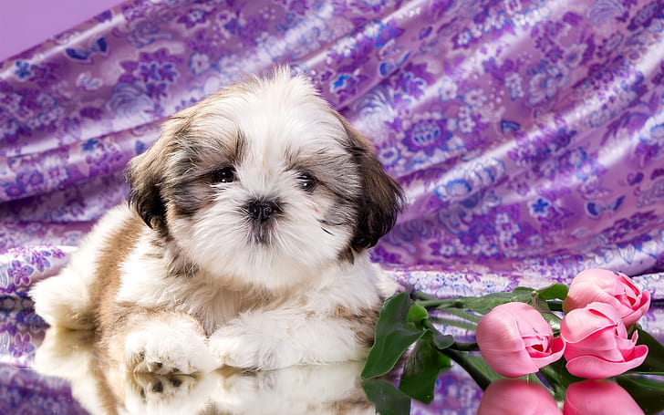 Cute puppy, tulip flowers, tricolor shih tzu puppy, Cute, Puppy, Tulip, Flowers, HD wallpaper