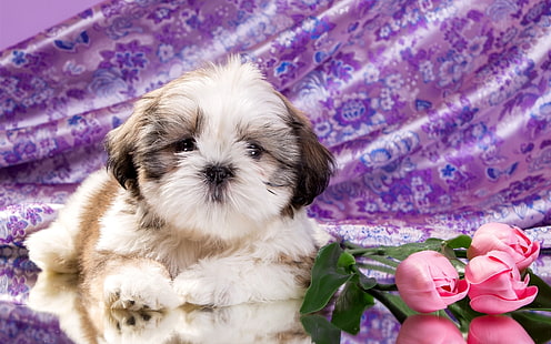 Simpatico cucciolo, fiori di tulipano, tricolore shih tzu cucciolo, carino, cucciolo, tulipano, fiori, Sfondo HD HD wallpaper