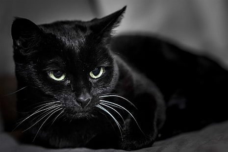 قطة سوداء ، قطة سوداء ، كمامة ، عيون، خلفية HD HD wallpaper