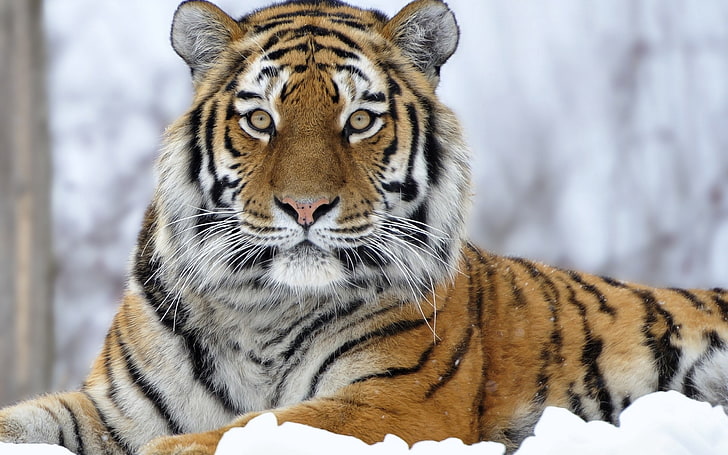 тигр, тигр, морда, снег, взгляд, HD обои