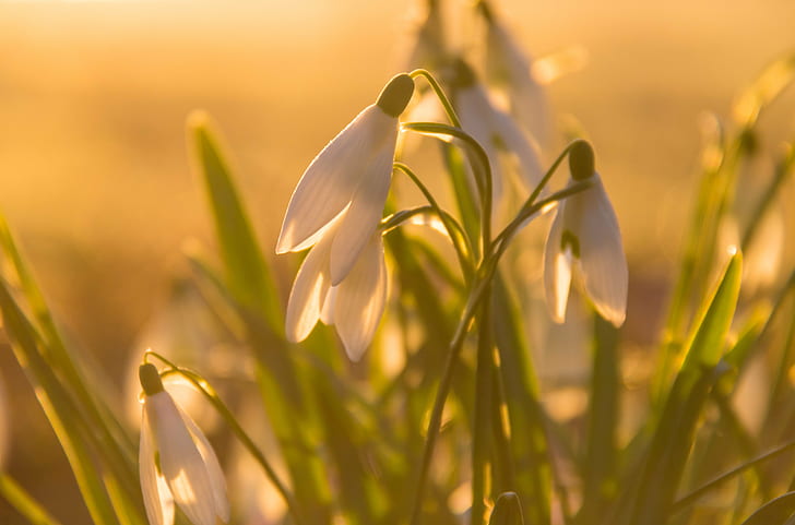 close up photo of Lily of the Valley flower, Snow drops, first light, light of day, close up, photo, Lily of the Valley, flower, Norra, Åby, Söderslätt, snow drop, sunrise, exif, model, canon eos, 760d, geo, country, camera, city, iso_speed, state, geo:location, lens, ef, s18, f/3.5, aperture, ƒ / 5, focal_length, mm, canon, nature, plant, springtime, close-up, summer, beauty In Nature, outdoors, growth, grass, yellow, HD wallpaper