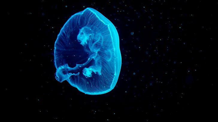 Под водой, Медуза, Синяя Медуза, 4K, HD обои