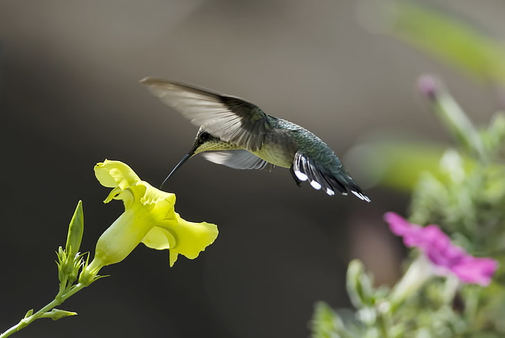 green hummingbird, flowers, yellow, nature, nectar, pink, bird, Hummingbird, HD wallpaper