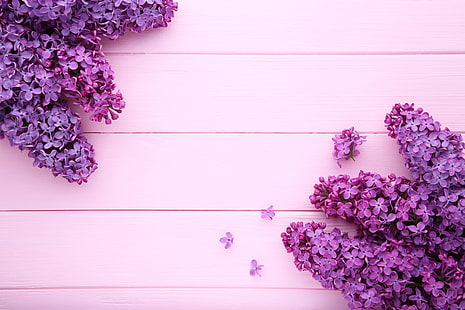 Blumen, Hintergrund, rosa Hintergrund, Holz, rosa, lila, lila, HD-Hintergrundbild HD wallpaper