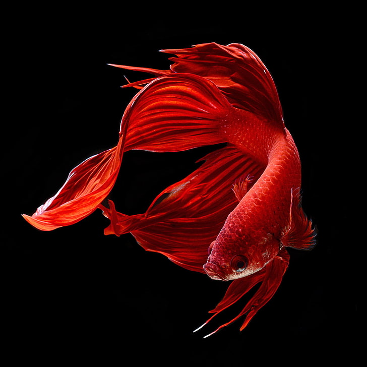 röd bettafisk, färgglad, slåss, fisk, siames, tropisk, HD tapet