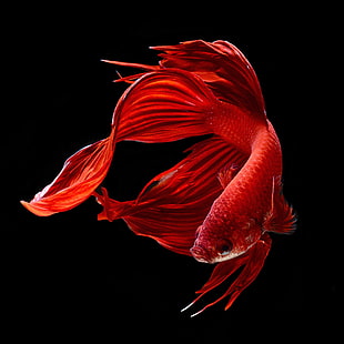 سمكة البيتا الحمراء ، ملونة ، قتالية ، أسماك ، سيامي ، استوائية، خلفية HD HD wallpaper