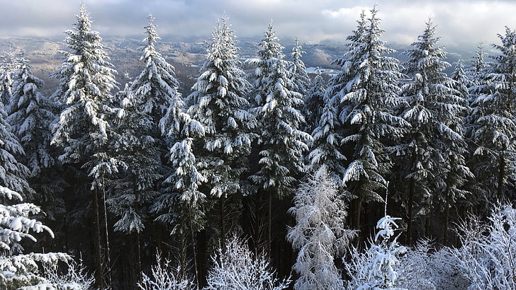 Schwarzweiss-Blumentextil, Bäume, Winter, Schnee, Landschaft, Natur, Wolken, HD-Hintergrundbild