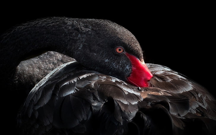 black swan, black swan, bird, beak, feathers, HD wallpaper