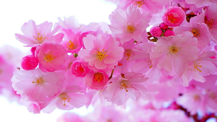 розовый цветок, цветы, флора, вишня в цвету, цвести, HD обои