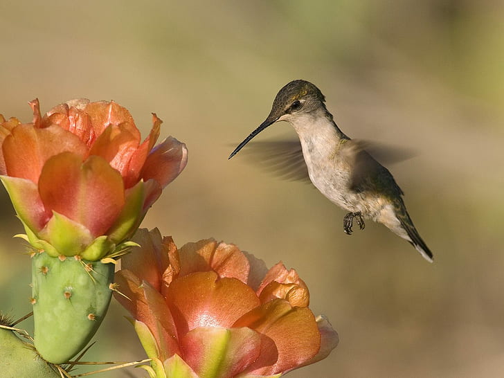 Burung kolibri memakan nektar, kolibri, nektar, hewan, Wallpaper HD