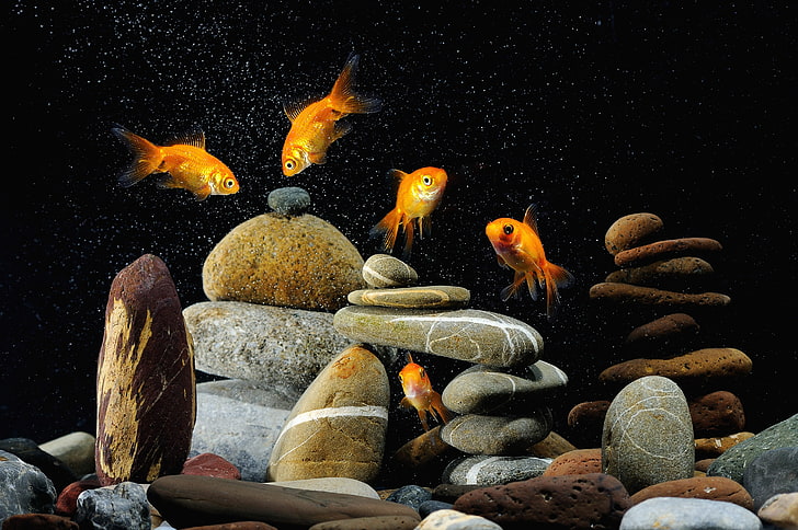 five orange goldfishes, fish, aquarium, rocks, black background, HD wallpaper
