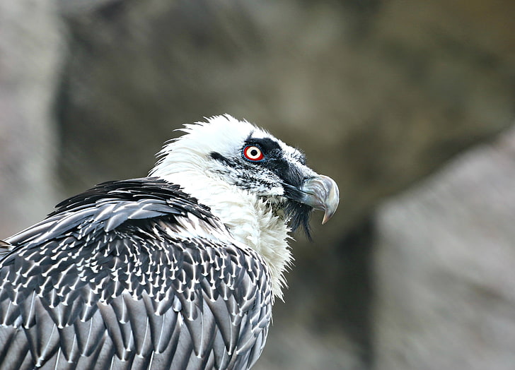 white and black bird, eagle, vulture, predator, bird, HD wallpaper