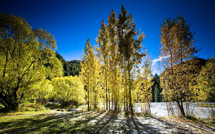 Selandia Baru musim gugur, pohon cuti hijau, musim gugur, Selandia Baru, alam, dan lansekap, Wallpaper HD