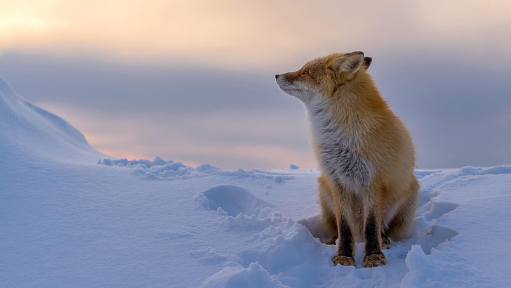 живая природа, лиса, зима, красная лиса, млекопитающее, снег, красиво, замерзание, HD обои