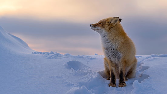 dzika przyroda, lis, zima, rudy lis, ssak, śnieg, piękny, Tapety HD HD wallpaper