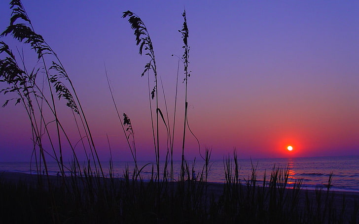 Purple Sunset on the Beach, silhouette of grass, Nature, Scenery, HD wallpaper