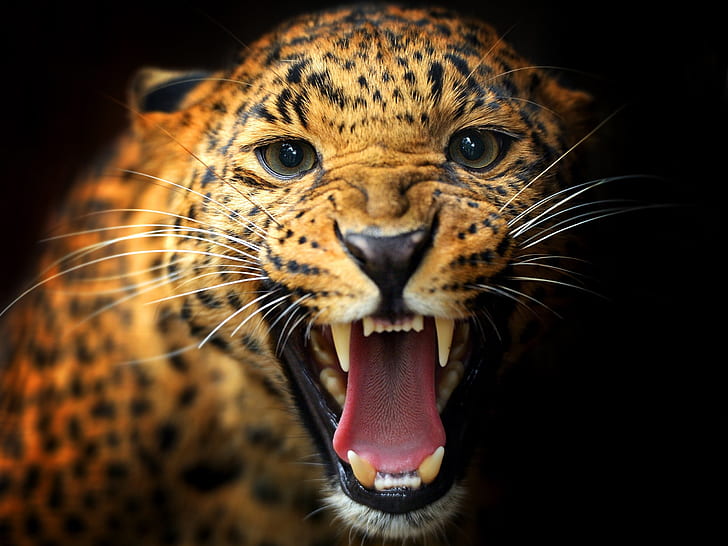 Animal close-up, leopard, teeth, eyes, mustache, black background, Animal, Leopard, Teeth, Eyes, Mustache, Black, Background, HD wallpaper