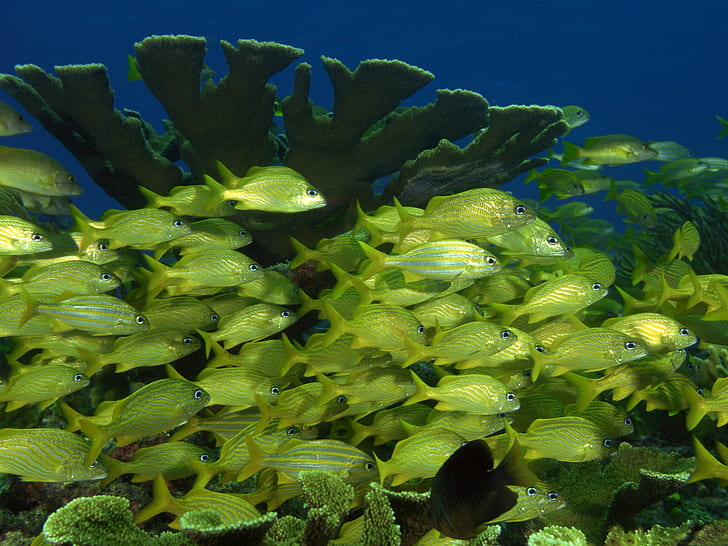 ทะเลใต้น้ำปะการังปลาสันดอนของปลา, วอลล์เปเปอร์ HD