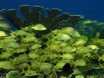 море, подводный, коралловый, рыбий, косяк рыб, HD обои HD wallpaper