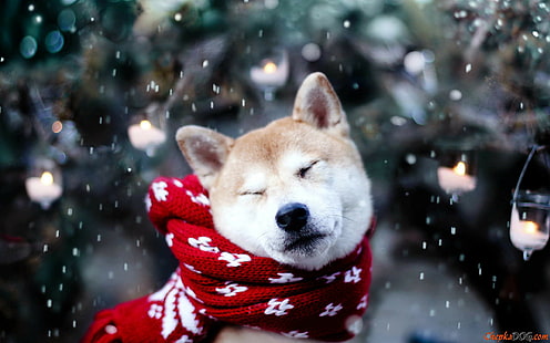 cachorro, animais, neve, Shiba Inu, HD papel de parede HD wallpaper