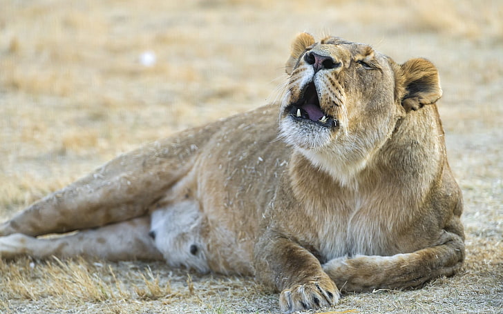 สิงโตสีน้ำตาลสัตว์สิงโต, วอลล์เปเปอร์ HD