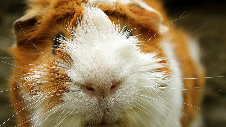 white and brown guinea pig, guinea pig, snout, small animal, rodent, HD wallpaper