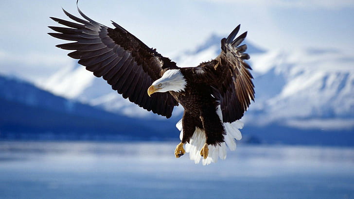 In Flight Bald Eagle, alaska, eagle, snow, wild, bald eagle, beautiful, animals, HD wallpaper