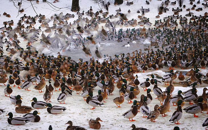 ducks, flock, Fowl, waterfowl, HD wallpaper
